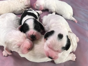 Black and White Cockapoo Litter Born 10-9-2018 $975